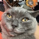 小**